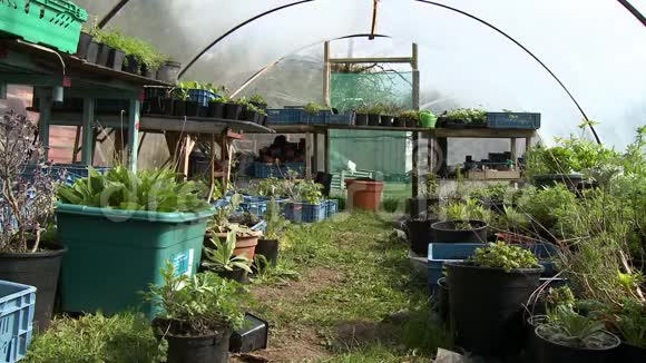 温室里的盆栽植物视频的预览图