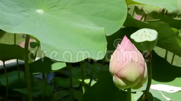 粉红色的莲花池塘里有绿叶美丽的部分白色莲花象征佛教漂浮在池塘上视频的预览图