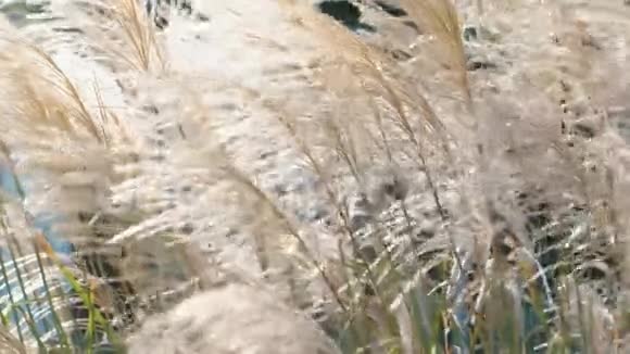 秋季特写米色芦苇视频的预览图