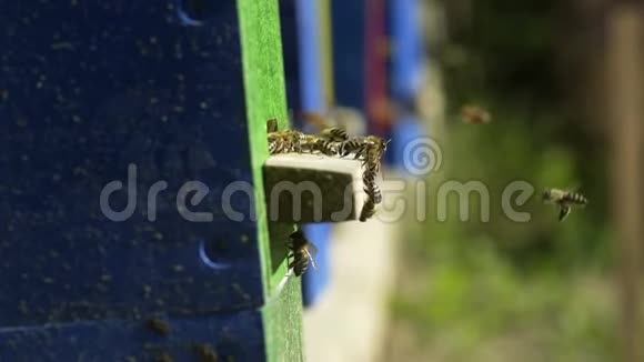 蜜蜂在蜂巢中工作采集花蜜视频的预览图