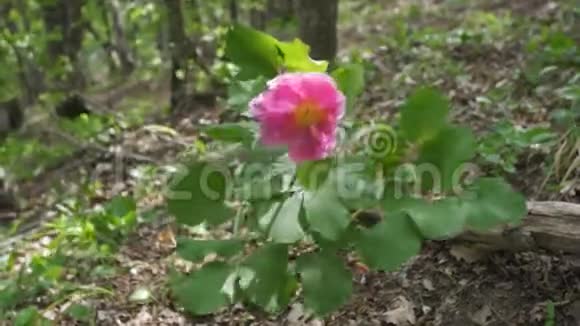 粉红丹芍在林视频的预览图