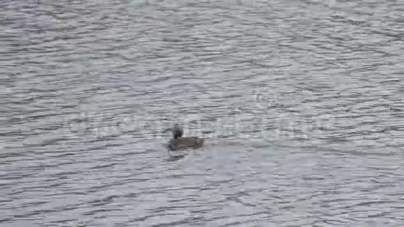 湖中丛生的鸭AythyaFuligula鸟漂浮在水面上潜入水中视频的预览图