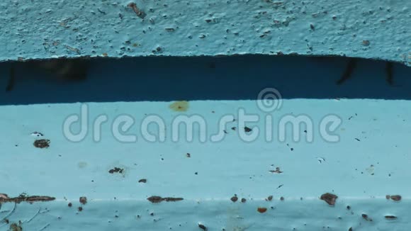 蓝蜂窝和小蜂飞来飞去的亲密形象视频的预览图
