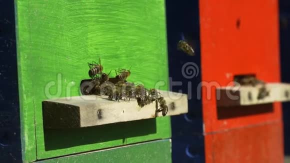 蜜蜂在蜂巢中工作采集花蜜视频的预览图