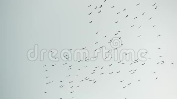 从下面的一群鹳在灰色多云的天空中飞翔飞翔的鸟儿的剪影作为自由和视频的预览图