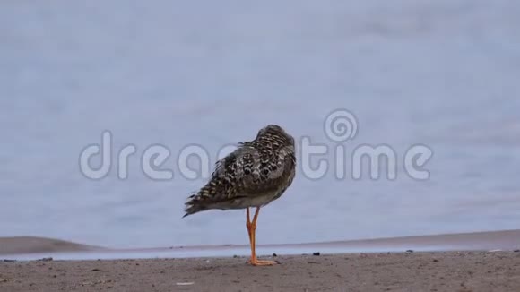 站在沙滩上清理羽毛的鸟女痞子视频的预览图