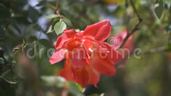 美丽的红玫瑰随风摇摆盛开近景视频的预览图