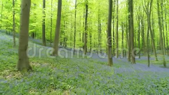 带蓝铃的风景林视频的预览图