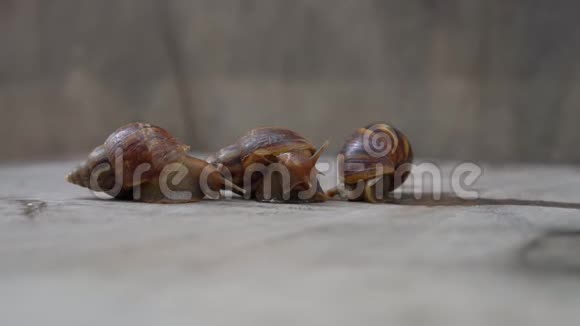 三只蜗牛在木制背景上的特写镜头使用蜗牛进行美容的概念视频的预览图