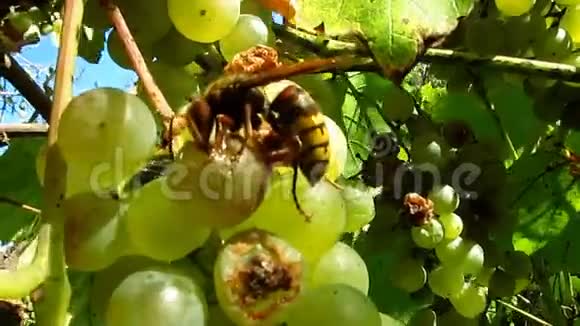 美丽而可怕的大黄蜂大黄蜂吃和锻炼3绿色葡萄特写镜头视频的预览图