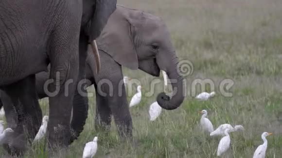 草原牧歌吃草中大象宝宝的特写视频的预览图