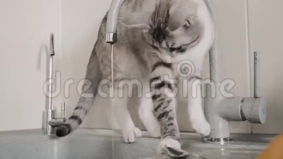 猫在厨房的水槽里洗澡视频的预览图