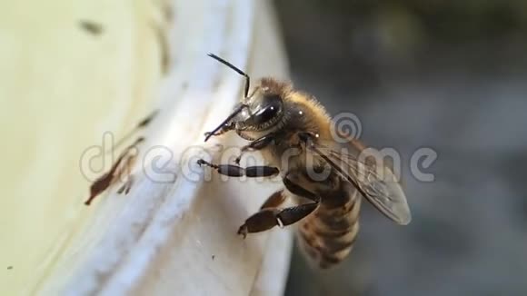 蜜蜂等待和飞翔视频的预览图