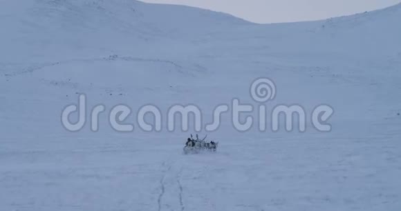 在冻土带中间的雪橇上和北极人一起奔跑4k视频的预览图