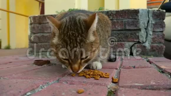 可爱的街猫在院子里吃干猫粮视频的预览图