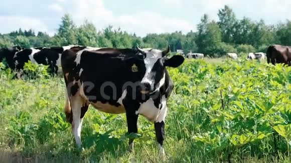 奶牛放牧农场牛在田间放牧接近奶牛在田里吃草视频的预览图