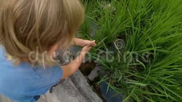 动作镜头拍摄一个小男孩在稻田露台上玩水稻视频的预览图