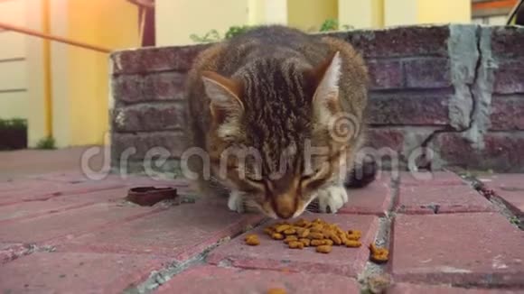 可爱的街猫在院子里吃干猫粮视频的预览图