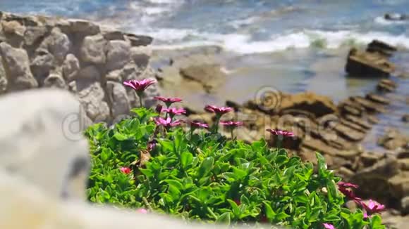 在海边生长的美丽花朵视频的预览图