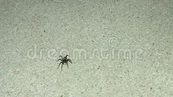 一只黑色的小蜘蛛在一个照明区的混凝土表面快速奔跑视频的预览图