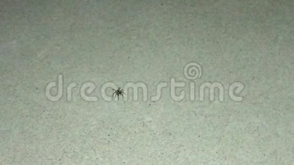 一只黑色的小蜘蛛在一个照明区的混凝土表面快速奔跑视频的预览图