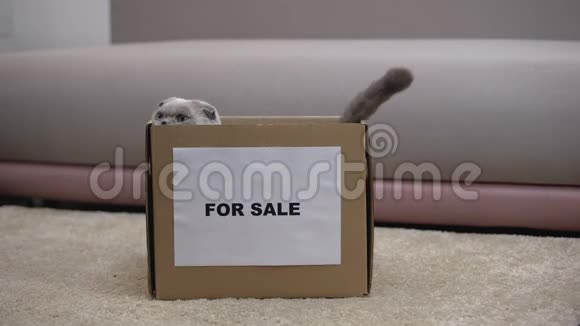 猫跳出盒子出售为无家可归的宠物提供慈善基金收养视频的预览图