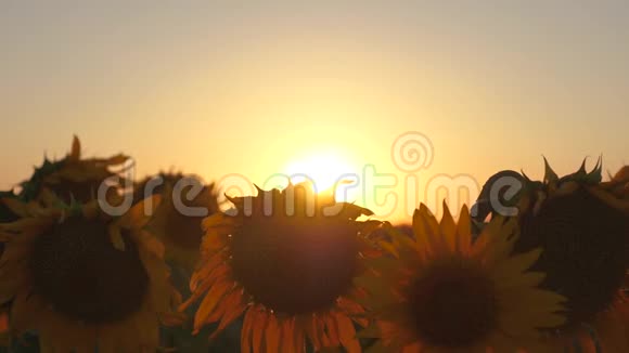 美丽的向日葵在美丽的阳光下绽放特写镜头向日葵生态清洁作物视频的预览图