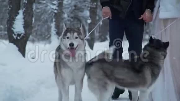 哈士奇在冬天和主人一起散步视频的预览图