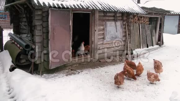 小鸡在雪地上行走视频的预览图