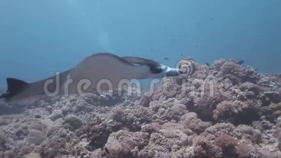 珊瑚礁螳螂游侧视图视频的预览图