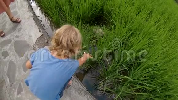 动作镜头拍摄一个小男孩在稻田露台上玩水稻视频的预览图