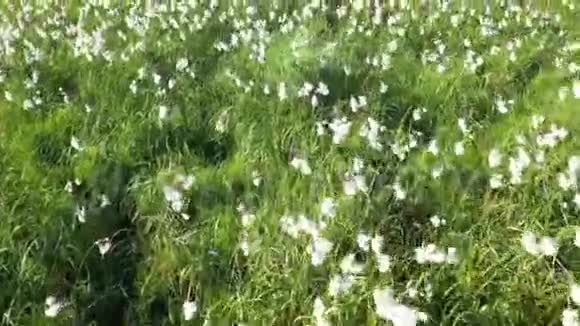 多速子亚马尔半岛夏季盛开的棉花视频的预览图