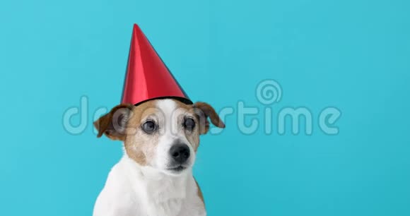 可爱的狗在红色的党帽设计视频的预览图