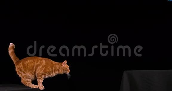 红斑纹家猫成年后在黑色背景下跳跃视频的预览图