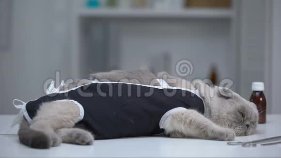 抑郁症猫躺在兽医诊所包扎手术阉割后恢复视频的预览图