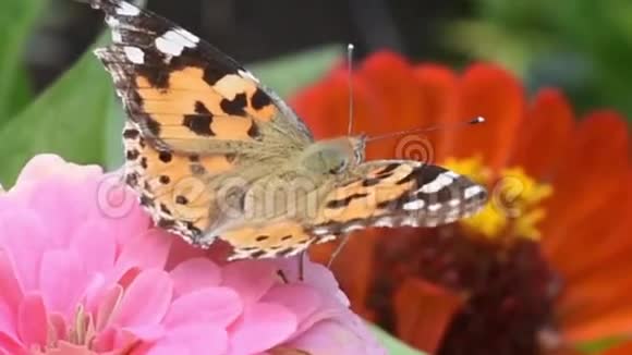 蝴蝶坐在粉红色的花上特写视频的预览图
