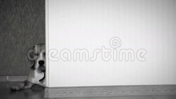 黑白录像显示一只狗躺在家里的地板上而摄像机在滑动视频的预览图