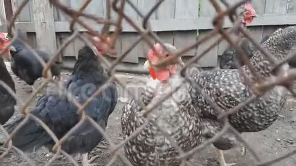 夏天农场开放围场里的公鸡和鸡视频的预览图