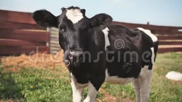 村里黑白相间的小牛视频的预览图
