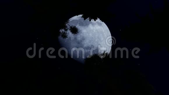 满月的夜晚森林视频的预览图