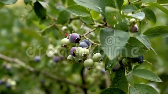 加拿大蓝莓灌木可食园艺水果视频的预览图