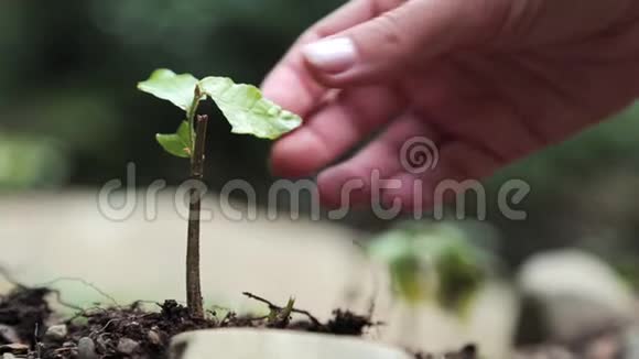 手亲切地呼唤关心幼小的植物生长在肥沃的土壤上视频的预览图