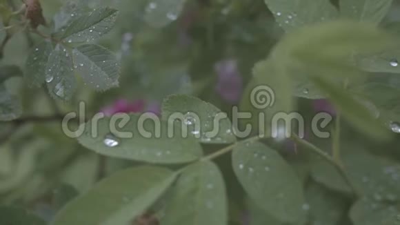 近景观紫淡野蔷薇花丛上秋林覆小露滴股票视频的预览图