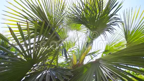 阳光通过棕榈叶与太阳背景镜头耀斑效应在缓慢运动视频的预览图