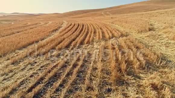 一排排割好的麦茬通向广阔的沼泽地视频的预览图