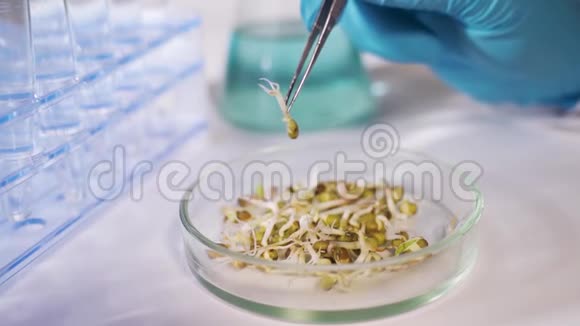 转基因生物的实验室研究现代实验室的科学家在植物上做实验视频的预览图