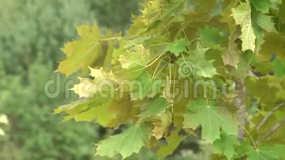 黑斑枫树在枫树枝上感染的叶子视频的预览图