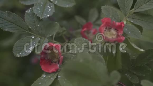 秋天雨天凋零的野玫瑰和覆盖着小露珠的叶子的特写股票纪录视频的预览图