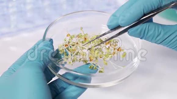 转基因生物的实验室研究现代实验室的科学家在植物上做实验视频的预览图
