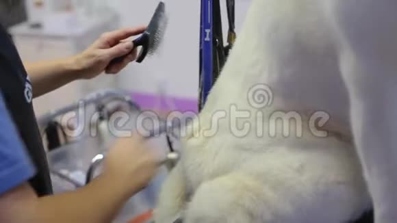 从动物身上梳理白色羊毛视频的预览图
